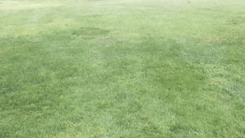 This gif was created by combining a short video of the course prior to the Middleton Chamber of Commerce's annual golf outing with the event logo.